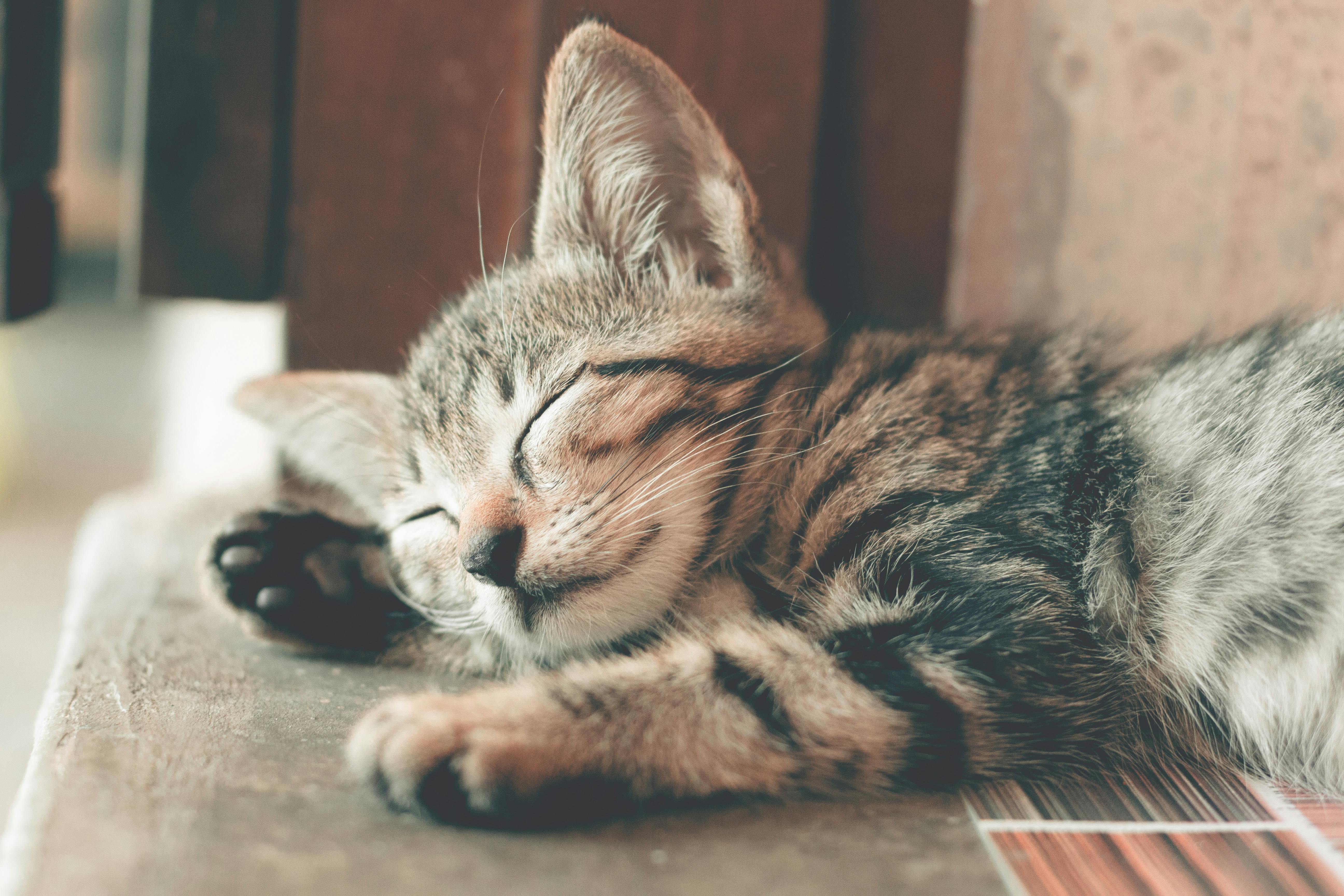 Steam Cleaner for Furniture in Pet Homes: A Practical Cleaning Guide